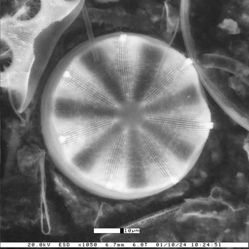 Nigerian-Phytoplankton-16a